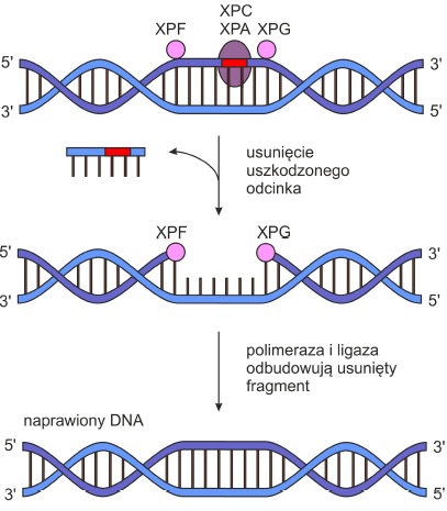 Naprawa DNA